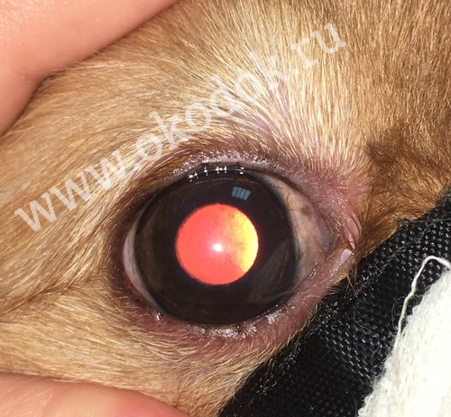 Септическая язва роговицы у собаки через 2 месяца после операции