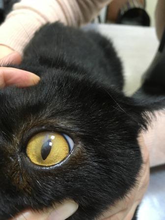 Прободная травма роговицы у кота. После операции