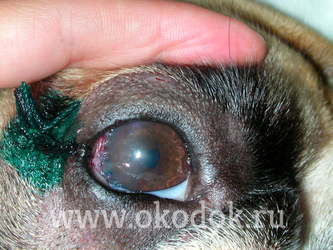 Травма роговицы у собаки. После опервичной обработки