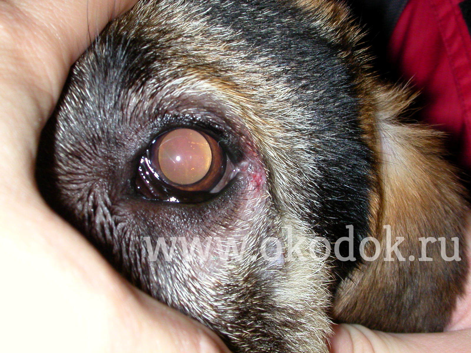 Состояние глаз непосредственно после снятия швов. Дермоид века и конъюнктивы. Собака породы восто
