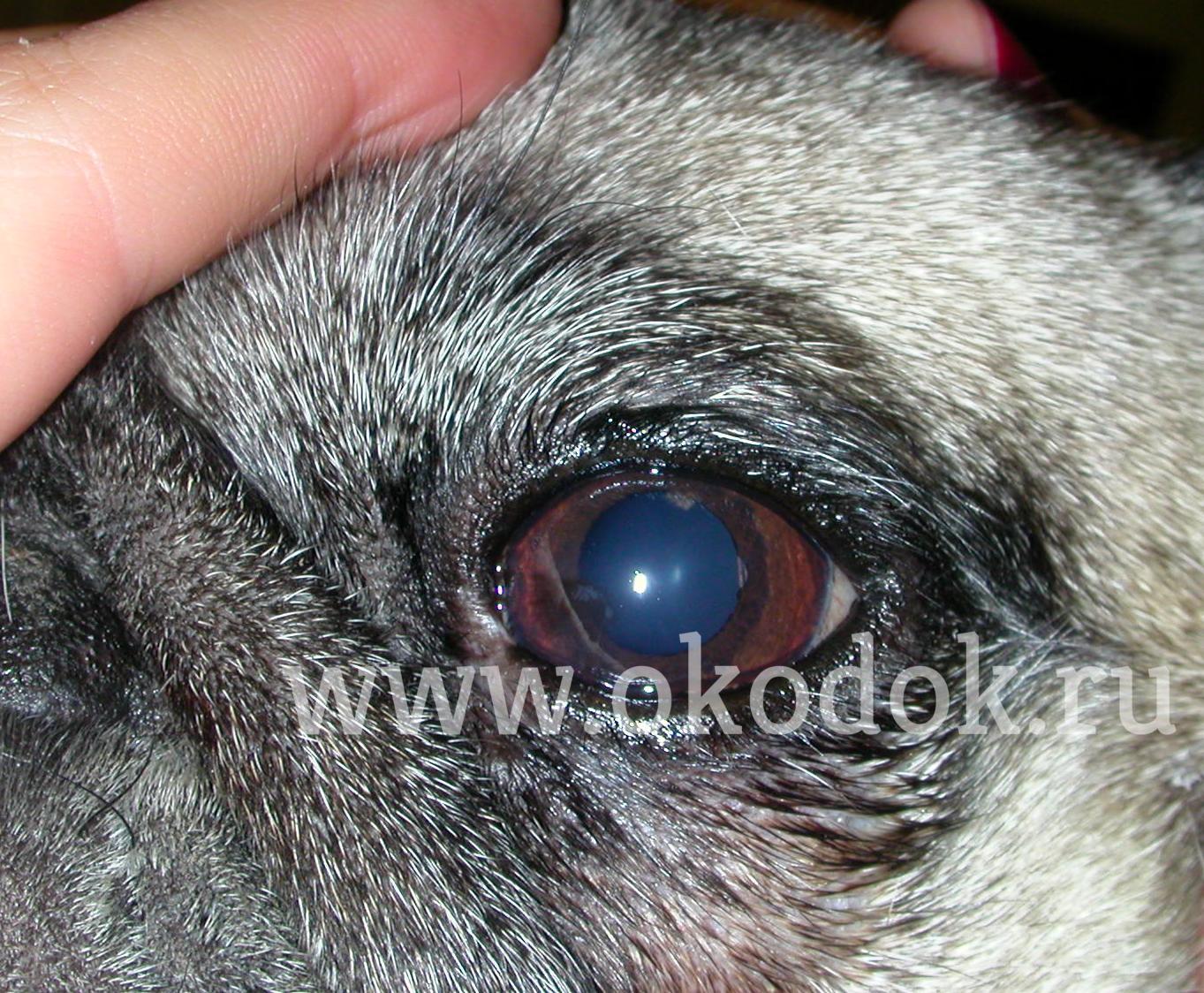 Состояние глаза через 3 недели после хирургической пластики медиального угла глаза. Собака породы мопс 4 г