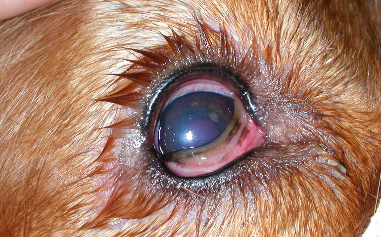 Химический ожог глаза у собаки лечение прогноз симптомы