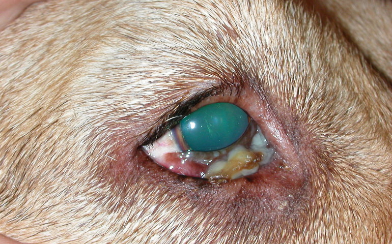 Выделения из глаз у щенка: причины, лечение и советы