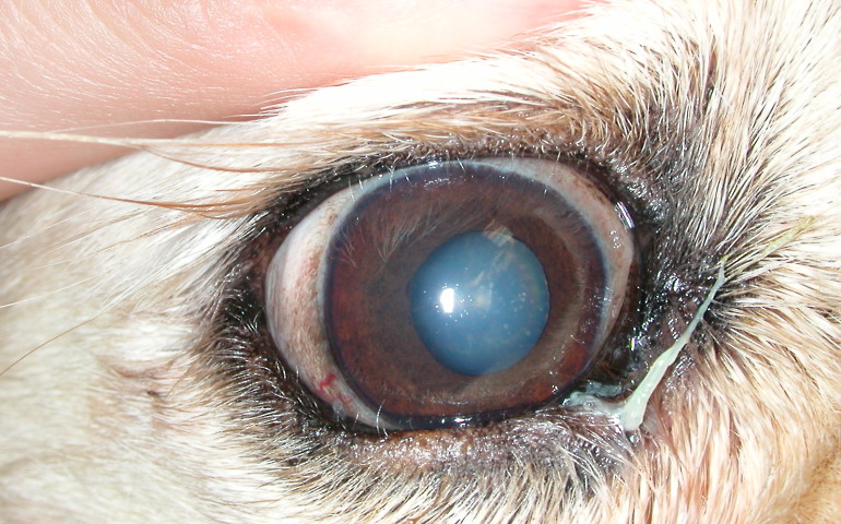 Типы распространенных глазных инфекций у собак