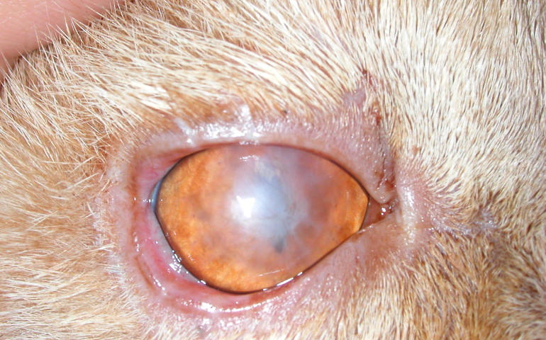 Бельмо (лейкома) на глазу у животных.