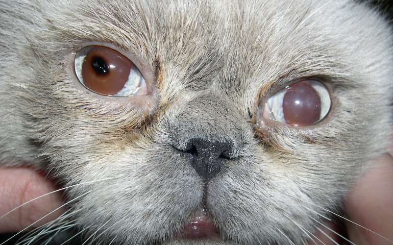 Бельмо (лейкома) на глазу у животных.